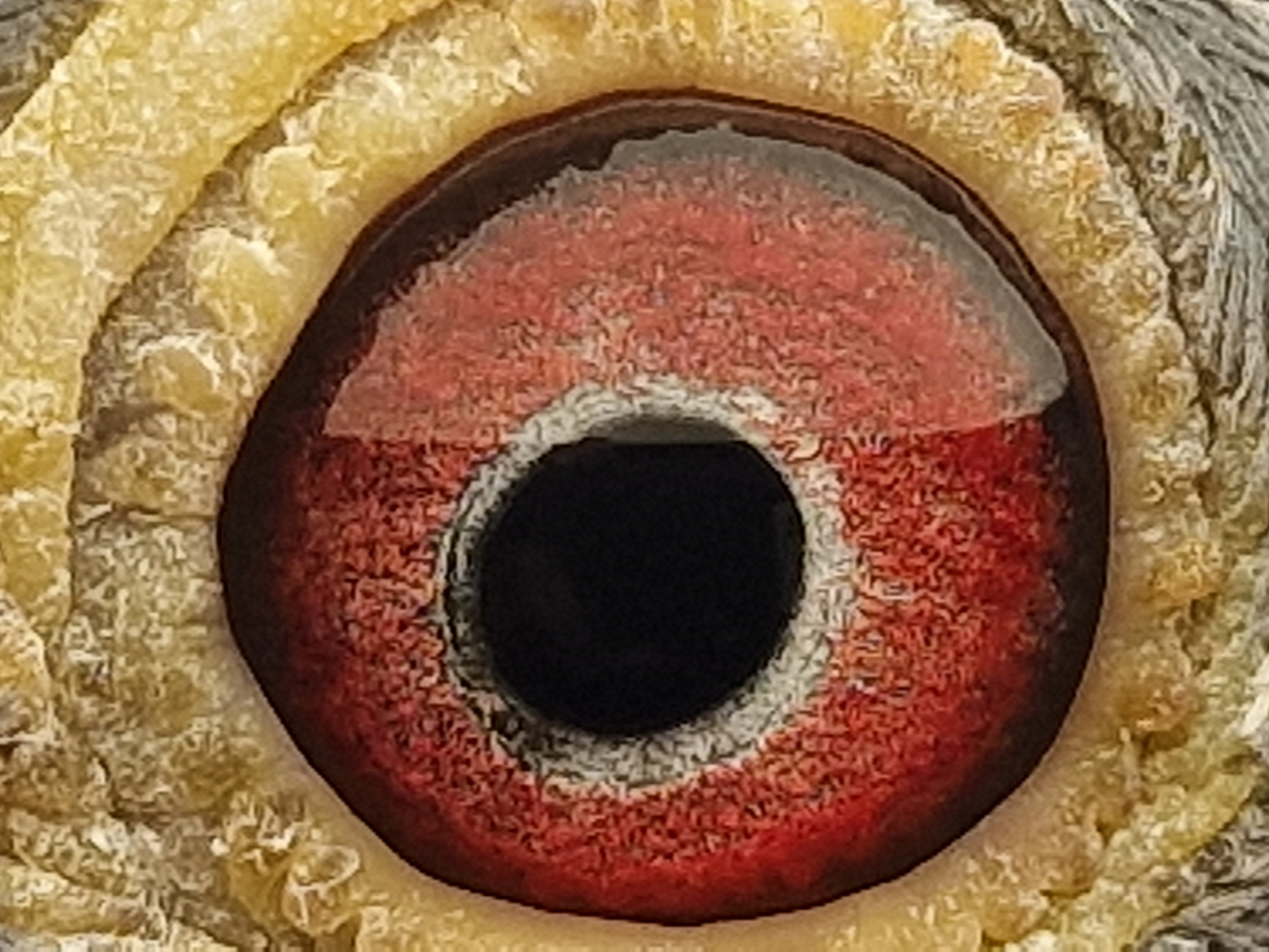 Pigeon eye